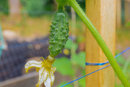 Greenhouse is filled with green small cucumbers during growth of cropの写真素材