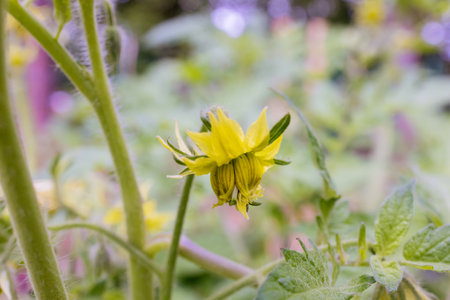 Blooming yellow many flower on tomato plantの写真素材