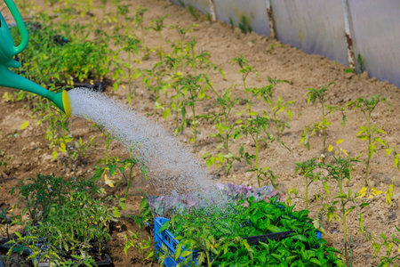 Watering can is used to water seedling tomato plant in greenhouse gardenの写真素材