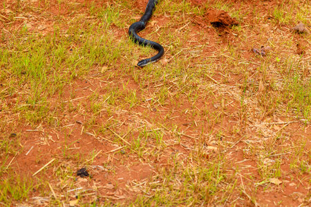 Sleek dark body of eastern ratsnake was perfectly suited for its natural habitat in South Carolina...