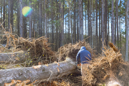 Municipal worker cutting down fallen trees in park after hurricane