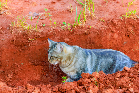 Young cat is sitting by side of ditch, looking at its surroundingsの写真素材