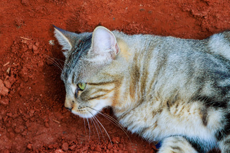 Young cat sitting by in ditch lookingの写真素材