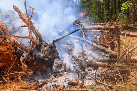 Uprooted trees are burned during preparation of land for constructionの写真素材