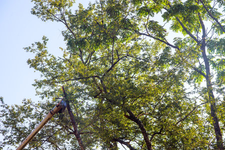 Lumberjack uses telescopic trimming blade saw when cutting branches on trees.