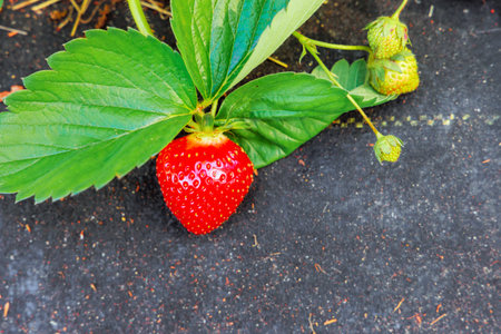 Strawberry plants ripening in field garden on an agricultural propertyの写真素材