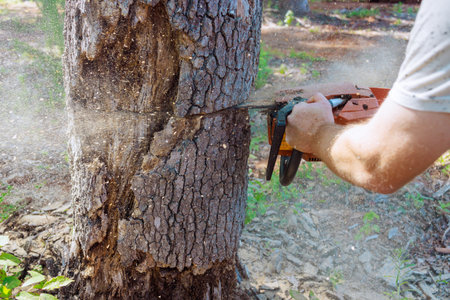 Forest worker saws down an old, damaged large tree with chainsaw during process of performing...