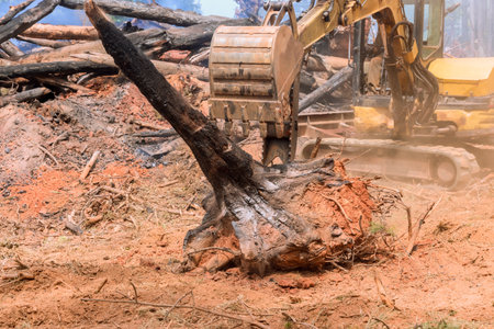 Firefighters working in forest, excavator clears after fire burnt treesの写真素材