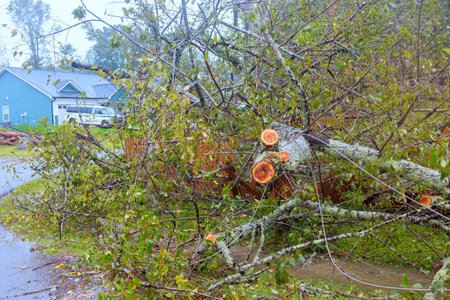 Trees that fell during hurricane damaged fences around houses