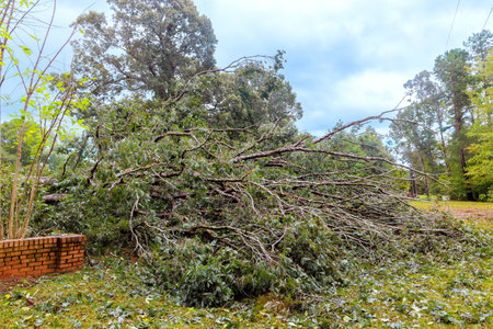 In aftermath storm of hurricane trees fell on fences surrounding homes, causing damage