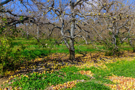 Garden has been infected with an infectious disease rotten apples have fallen from trees.