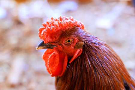 Colorful rooster portrait with large red rose comb caruncles farm garden
