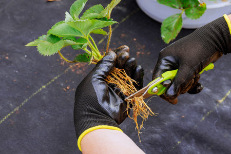 Before planting strawberry bush, gardener wearing gloves trims off excess roots with scissors.の写真素材