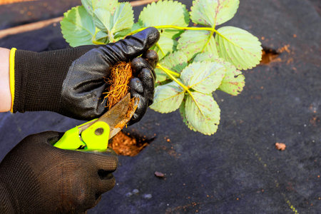 Strawberry bush is prepared for planting by gardener wearing gloves who removes excess roots with...
