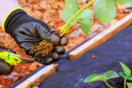 Gardener in gloves prepares strawberry bush for planting by cutting off excess roots with scissors.の写真素材