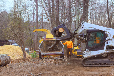 Workers use machinery to remove trees, process wood in forested location during deforestation