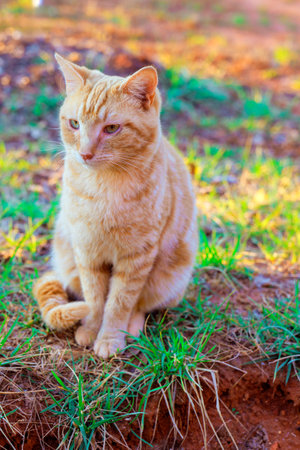 Relaxed orange tabby cat rests on green grass, enjoying peacefulness of afternoon light in nature.の写真素材