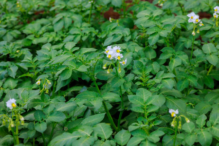 Colorful potato plan flowers bloom amongst vibrant green leaves in sunny agricultural field.の写真素材