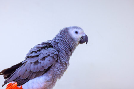 Grey parrot stands still, showing off its intricate feather details, unique coloration in serene...