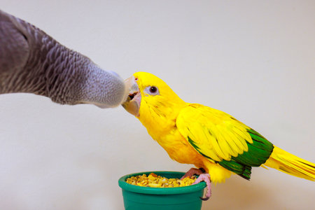 Two colorful yellow, gray parrot share moment eating from small green bowl, showing friendship...