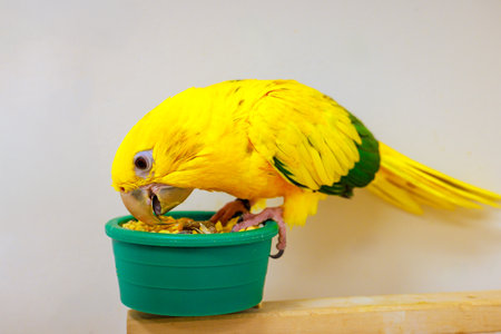 Bright yellow Sun conure parrot with green accents feasts on seeds from small green bowl in well lit room.の写真素材