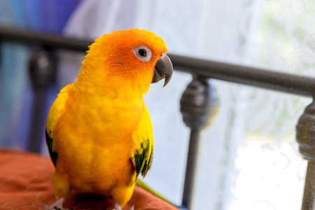 Vibrant sun conure parrot with yellow, orange feathers enjoys sunlight near window inside cozy homeの写真素材