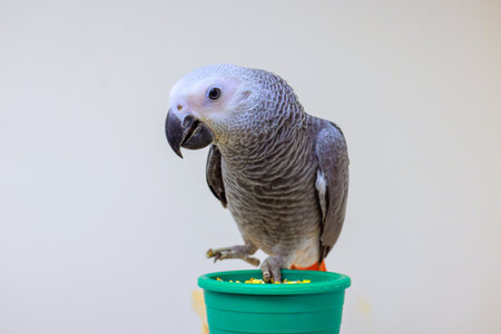 Psittacus Erithacus grey parrot stands on green pot filled with food, displaying curiosity in well lit indoor environment.の写真素材
