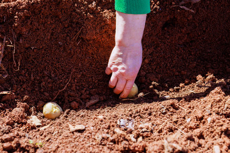 Hands gently planted into earth, uncovering fresh potatoes in rich, brown soil patchの写真素材
