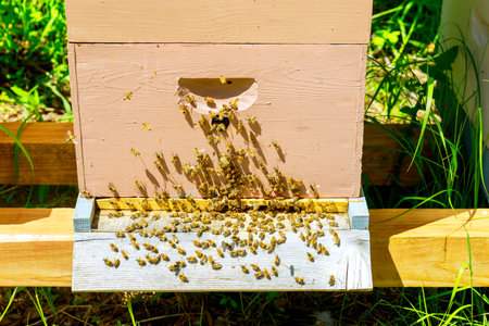 Bees actively gather around their hive, returning with pollen as sunlight illuminates green backyard.の写真素材