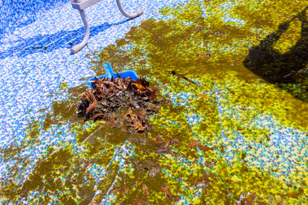 Worker cleans swimming pool, removing large pile of leaves green algae on bright sunny day.の写真素材