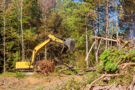 Excavator efficiently clears debris in wooded forest area to prepare for future construction.の写真素材