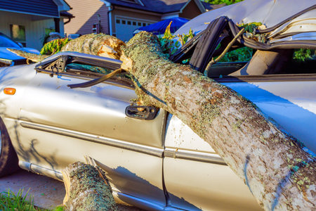 Fallen tree lies on top of car in suburban neighborhood after storm, causing visible damage to vehicle.の写真素材