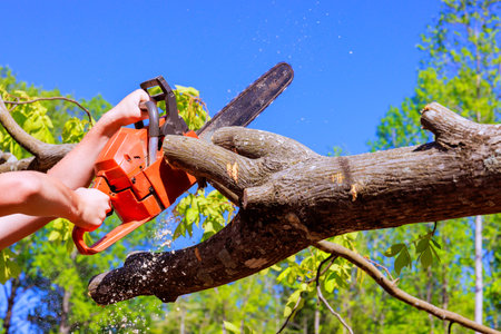 Worker uses chainsaw to fell tree in wooded area surrounded by sparse foliage