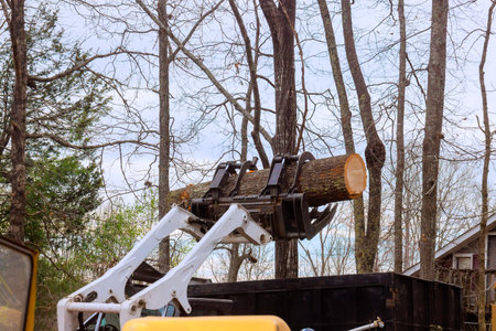 Machine is lifting large log as workers manage tree removal in forested area