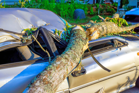Large tree limb has fallen on parked car, causing significant damage in neighborhood after recent storm.の写真素材