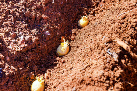 Fresh potatoes are planted in from rich soil showcasing farm activity at rural landscape.