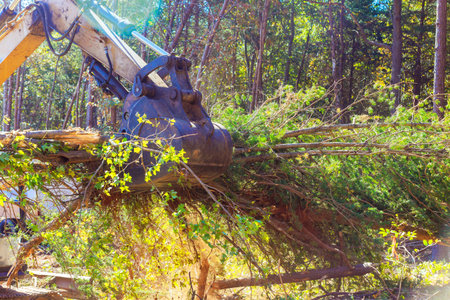 Excavator actively lifts tree branches while clearing forest area industrious during deforestation...