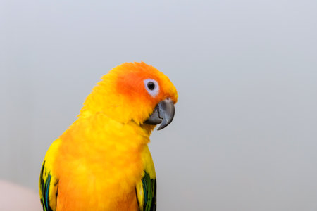 Colorful tropical parrot with yellow feathers relaxes quietly, showcasing its vivid plumage gentle...