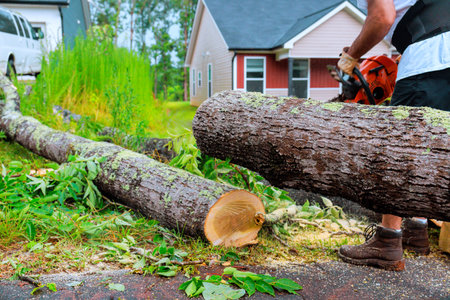 Worker uses chainsaw to cut down fallen tree in yard surrounded by houses during recent stormの写真素材