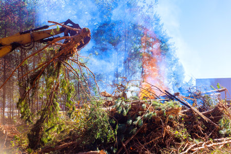 Large machine removes branches trees, with smoke billowing from fire in forest clearingの写真素材