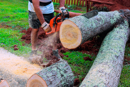 Worker uses chainsaw to cut large log on works day in natural setting with after tornado