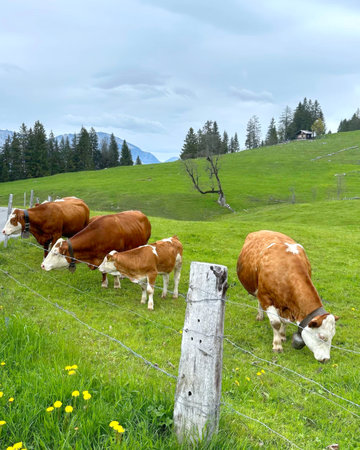 Small herd of brown and white cows grazing on lush green meadow with distant mountain range Axalp region of Bern cantonの写真素材