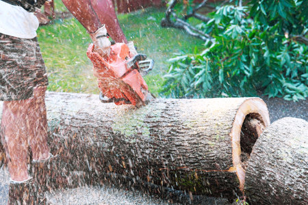 Home owner operates chainsaw to slice through large tree trunk in residential backyard under works...