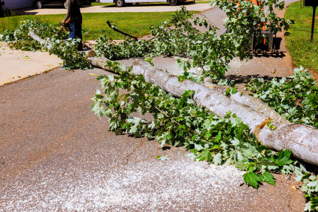 Freshly cut tree branch rests on asphalt road, scattering leaves around in quiet neighborhood.
