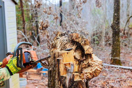 Municipal worker uses chainsaw to cut tree stump in park shows flying wood chips on cutting process after tornadoの写真素材