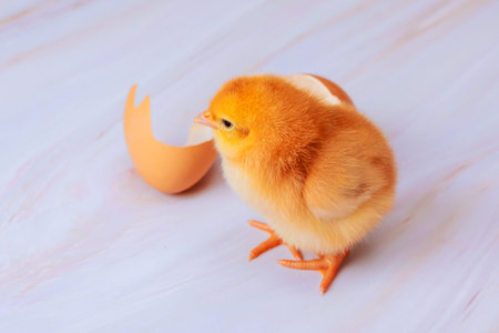 Small chick stands next to its broken eggshell on flat surface scene new life beginnings.の写真素材