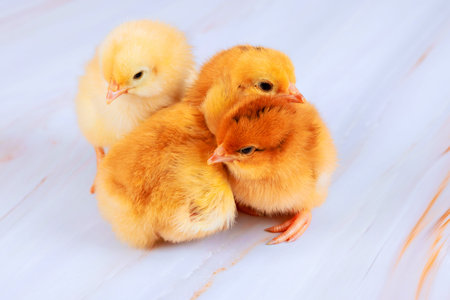 Three young chicks sit close to each other on flat surface, showing their soft feathersの写真素材