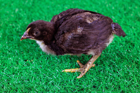 Small black chick explores green grass It walks around curiously near its surroundings.