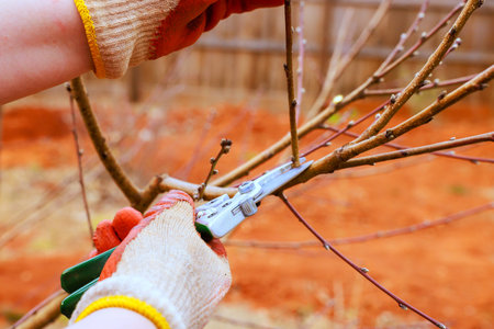 Man uses gardening shears to prune branches of tree in brown dirt area.