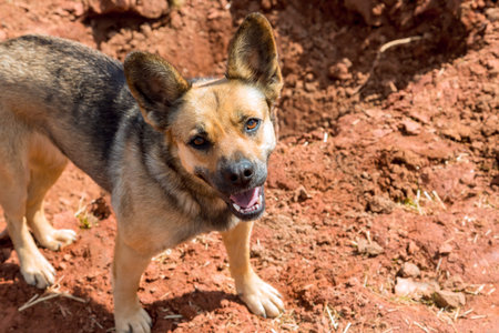 Dog looks cheerful while standing on red dirt ground